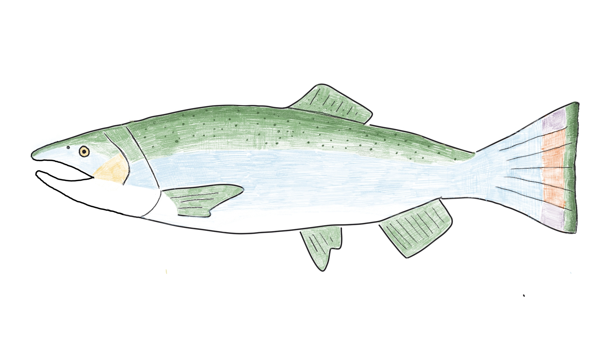 Chinook Salmon