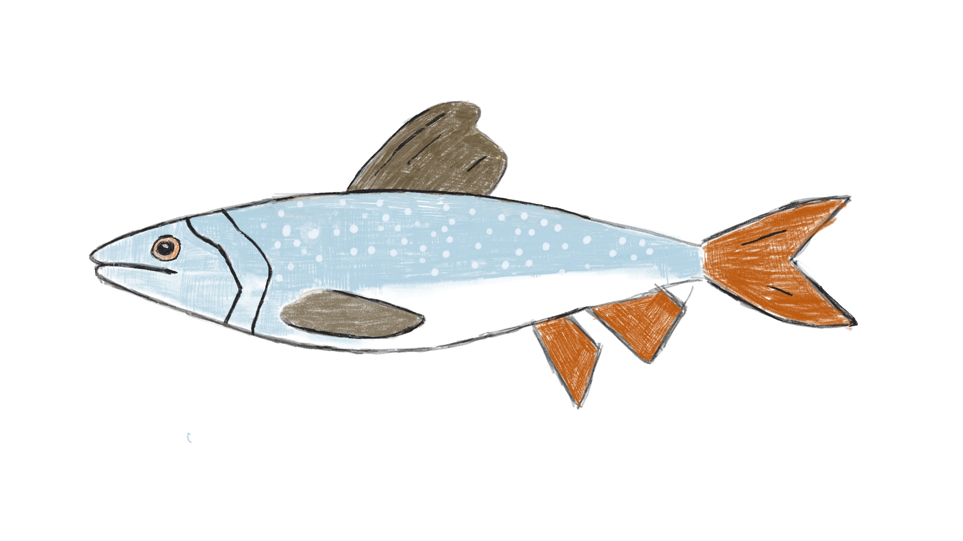 Lake Trout