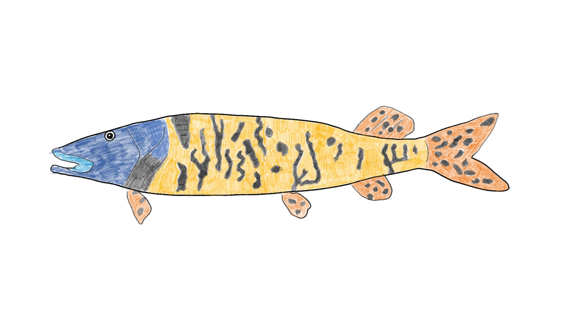 Muskellunge