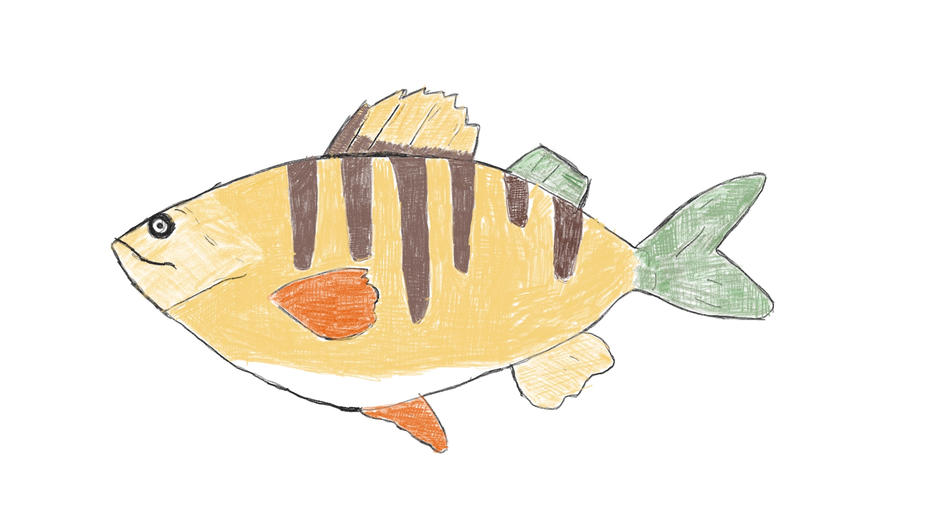 Yellow Perch